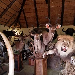 Taxidermist Trophy Room