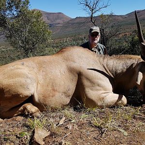 Eland Hunt South Africa