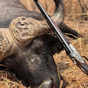 Zambia Hunt Cape Buffalo