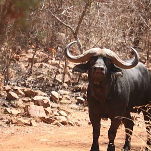 Cape Buffalo in South Africa