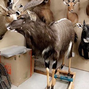 Nyala Full Mount Taxidermy