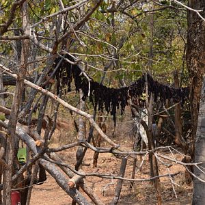 Lines of Biltong drying