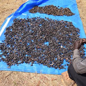 Bite sized pieces of Biltong