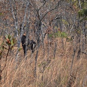 Sable Antelope Tanzania