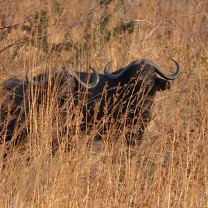 Cape Buffalo Tanzania