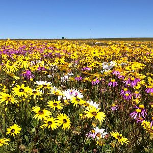 Namaqualand in full bloom