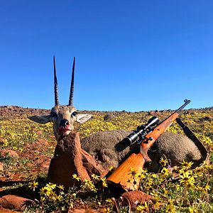 Hunt Grey Rhebok in South Africa