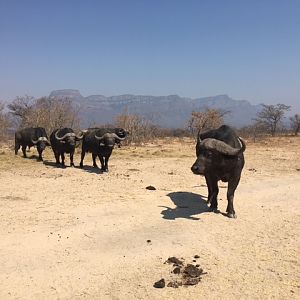 Cape Buffalo in South Africa