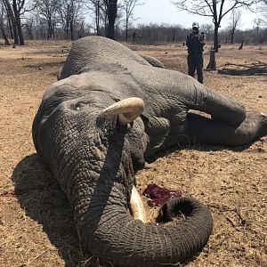 Zimbabwe Hunt Elephant