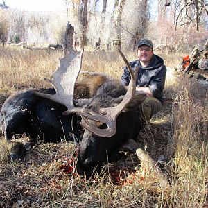 Shiras Moose Hunting Wyoming USA