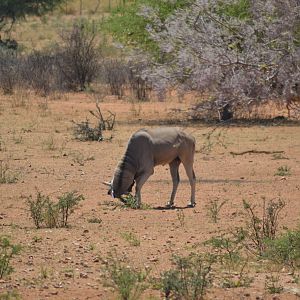 Eland bull Namibia