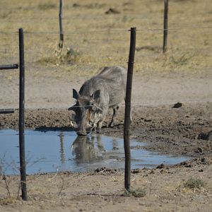 Warthog at waterhole Namibia