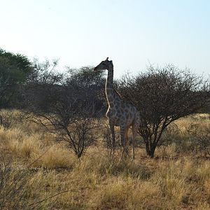 Giraffe in Namibia