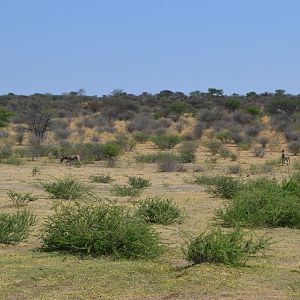 Hartmann's Zebra Namibia