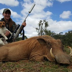 Warthog Hunting South Africa