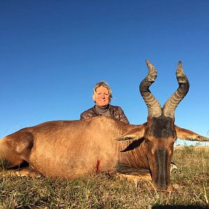 Red Hartebeest Hunt South Africa