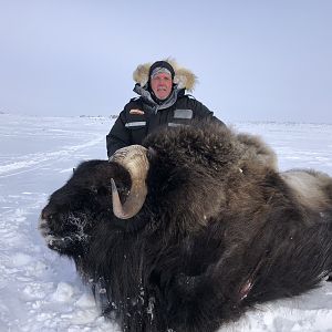 Hunting Muskox in Canada