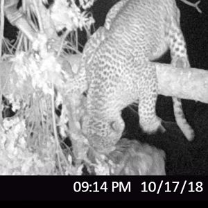 Trail Cam Pictures of Leopard in Zimbabwe