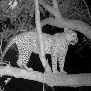 Zimbabwe Trail Cam Pictures Leopard