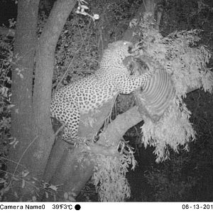 Leopard Trail Cam Pictures Zimbabwe