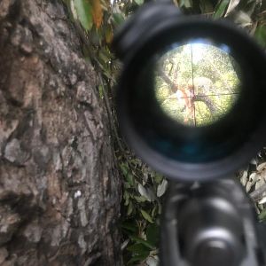 Leopard through scope