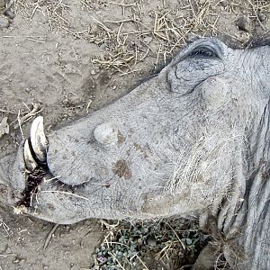 Warthog Hunt for Leopard Bait Namibia