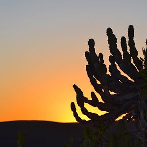 Euphorbia Sunset in South Africa