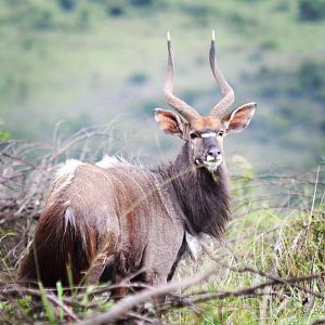 Nyala bull South Africa