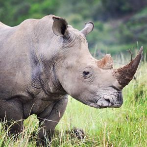 White Rhino South Africa