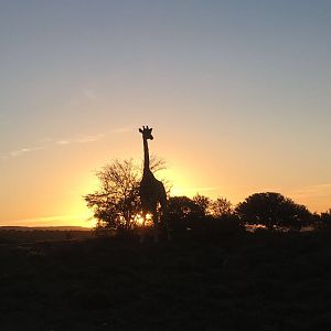 Beautiful African sunset with an Giraffe silhouette