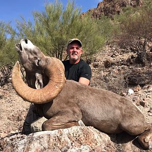 Bighorn Sheep Hunt Mexico