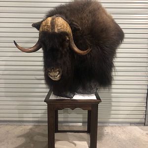 Muskox Shoulder Mount Taxidermy