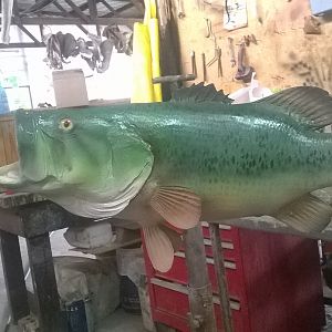 Largemouth Bass Full Mount Taxidermy