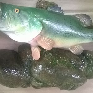 Largemouth Bass Full Mount Taxidermy