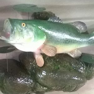 Largemouth Bass Full Mount Taxidermy