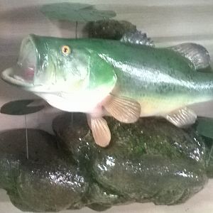 Largemouth Bass Full Mount Taxidermy