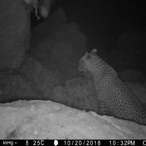 Trail Cam Pictures of Leopard in Namibia