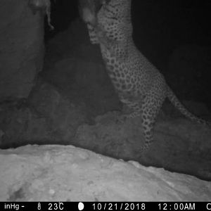 NamibiaTrail Cam Pictures Leopard