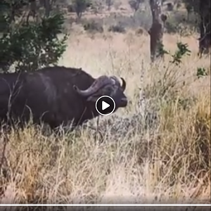 Cape Buffalo Nice and relaxed