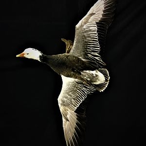 Blue Goose Full Mount Taxidermy