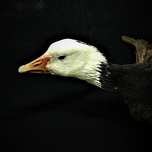 Blue Goose Full Mount Taxidermy