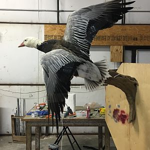 Blue Goose Full Mount Taxidermy