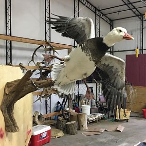 Blue Goose Full Mount Taxidermy