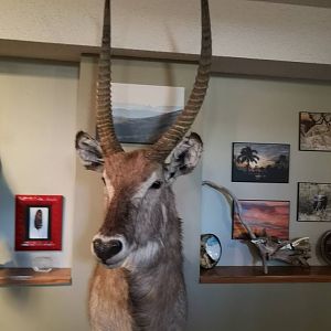 Waterbuck Shoulder Mount Taxidermy