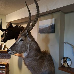 Waterbuck Shoulder Mount Taxidermy