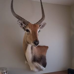 Red Lechwe Shoulder Mount Taxidermy