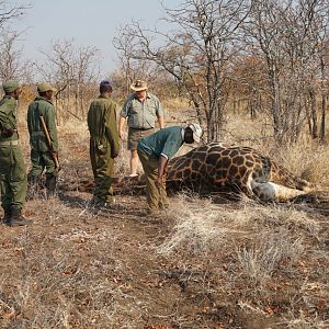 Giraffe Hunting Zimbabwe