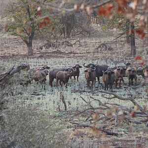 Herd of Cape Buffalo Zimbabwe