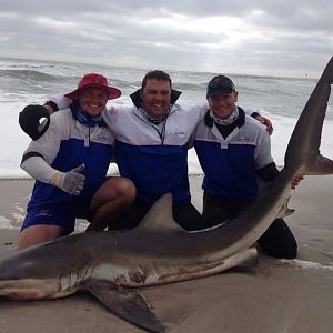 Namibia Fishing Bronze Whaler Shark