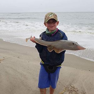 Bullray Sand Shark Fishing Namibia